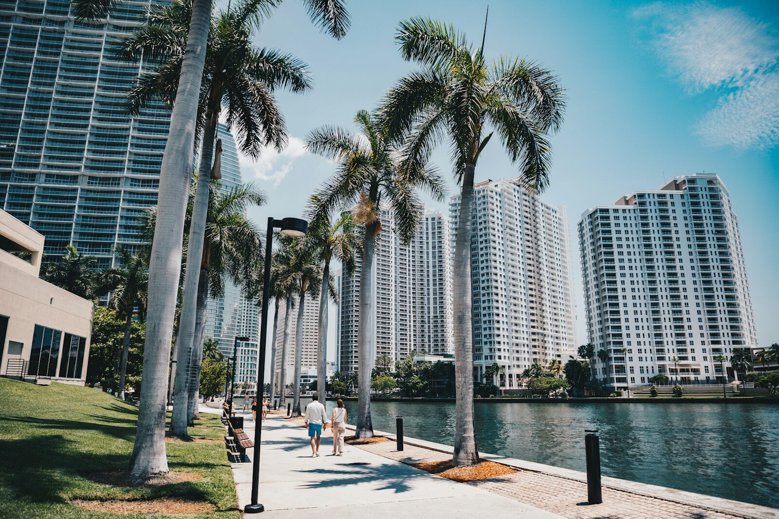 Palm trees line a walkway beside city buildings