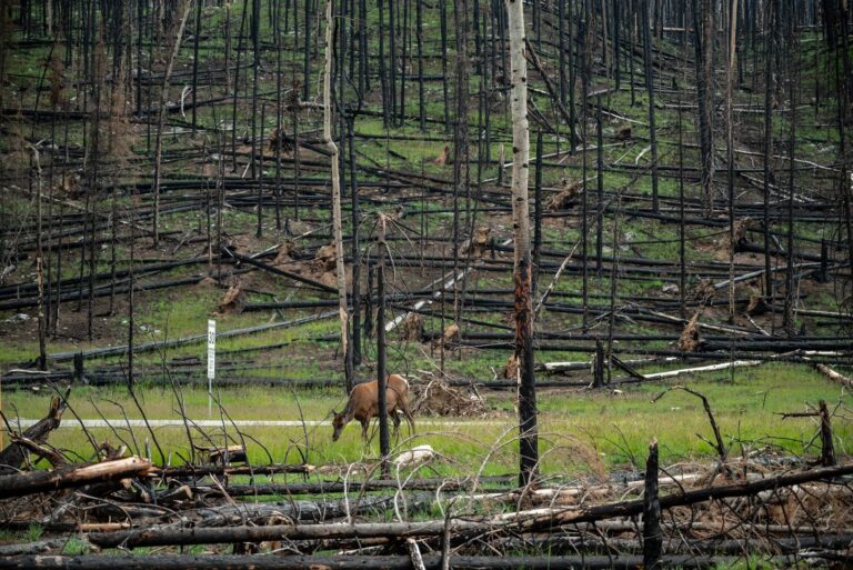 An elk grazes in a recovering forest after a wildfire, showcasing nature's resilience.