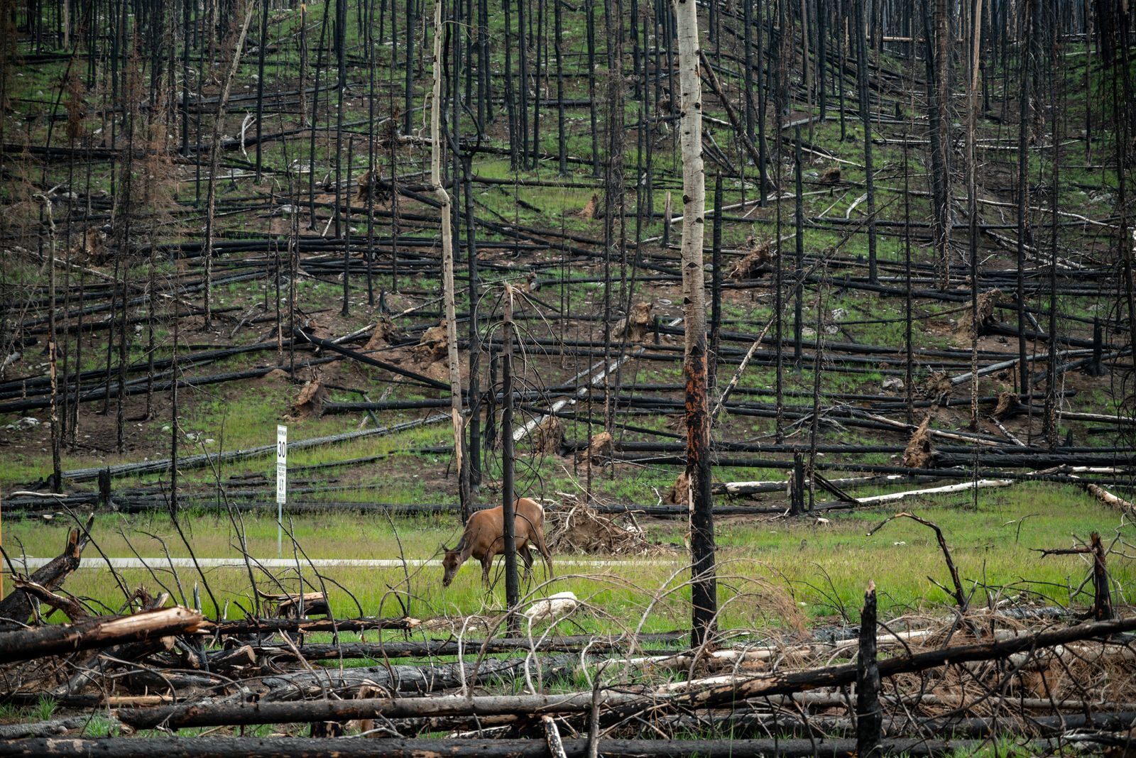 An elk grazes in a recovering forest after a wildfire, showcasing nature's resilience.