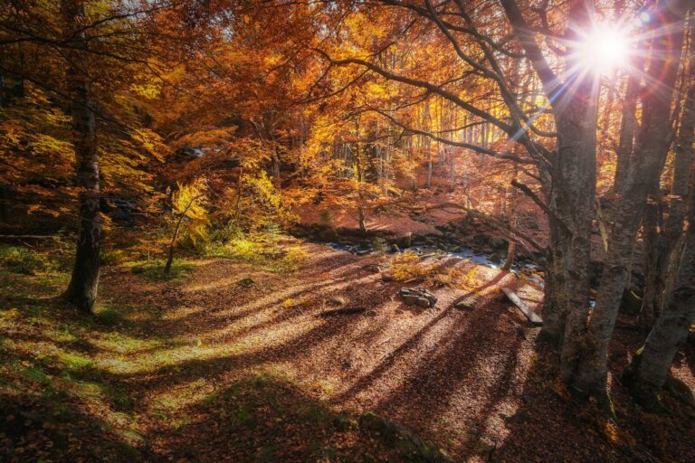 red and yellow leaf trees
