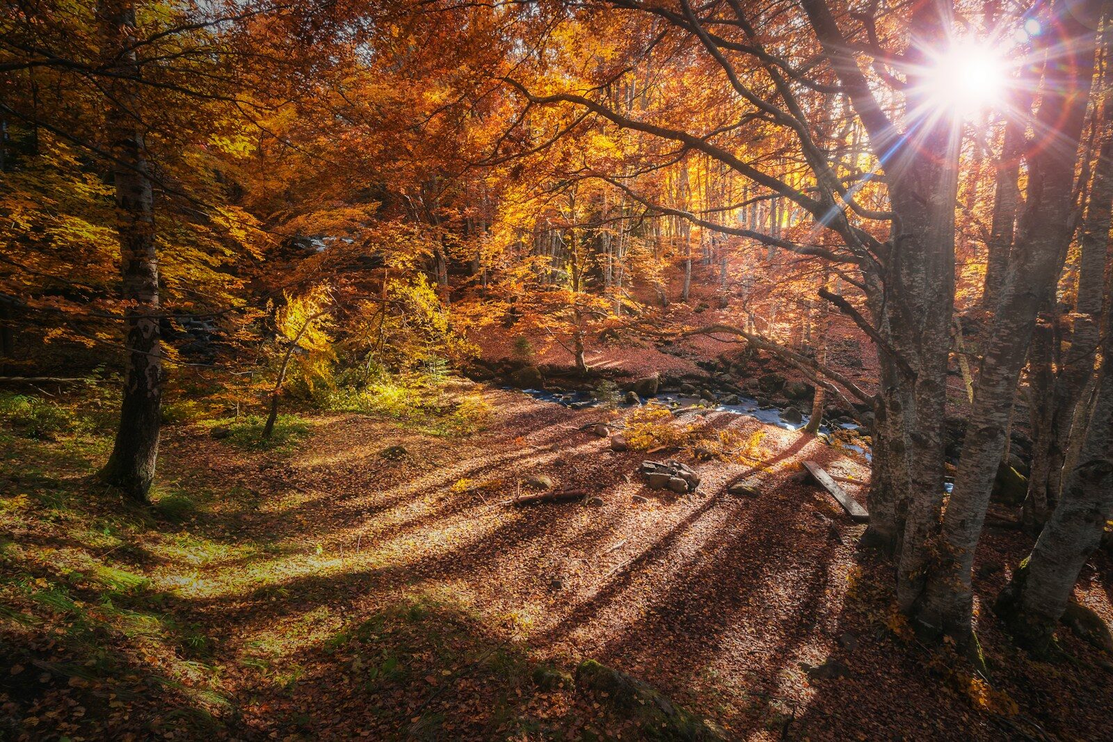 red and yellow leaf trees