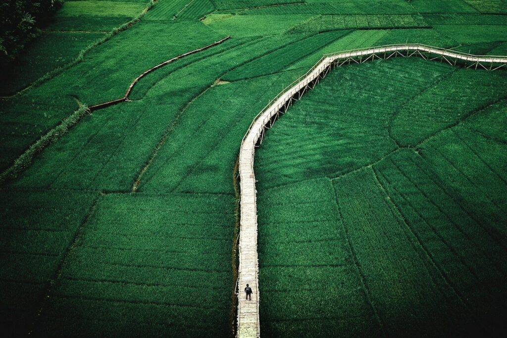 man walking on dock bridge near plant field during daytime