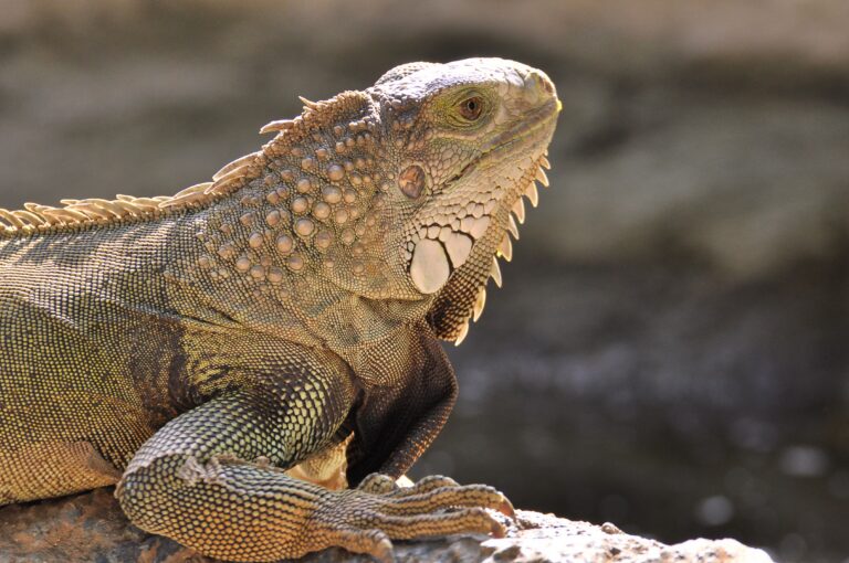 Trump Plan Would Cripple Endangered Species