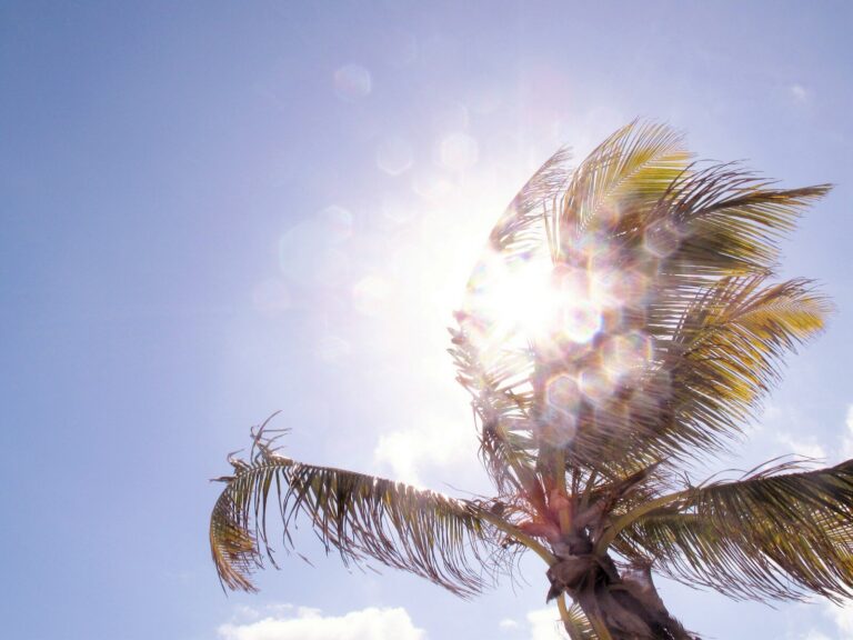 bokeh low-angle photography of coconut tree under calm blue sku