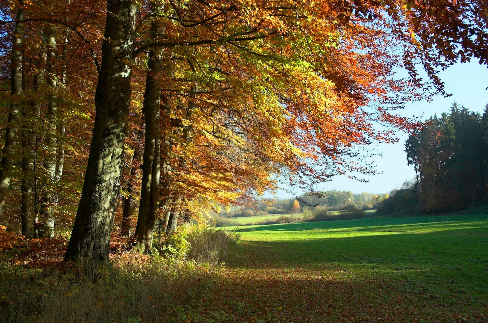 a grassy field with lots of trees in the background