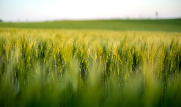 Climate Change Ups Prices Of Wheat, Sugar, And Cocoa