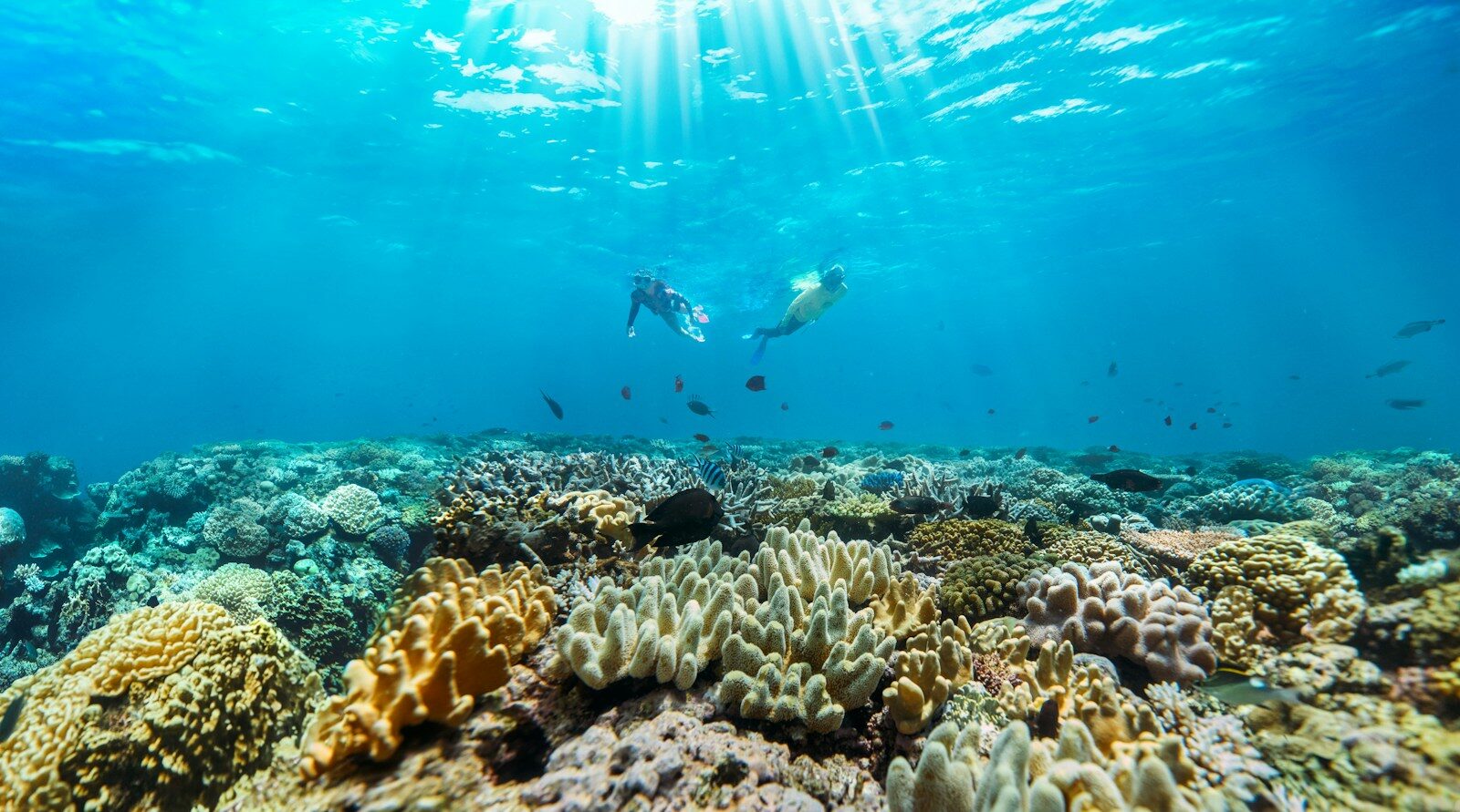 Two people snorkeling over a vibrant coral reef in clear blue ocean water