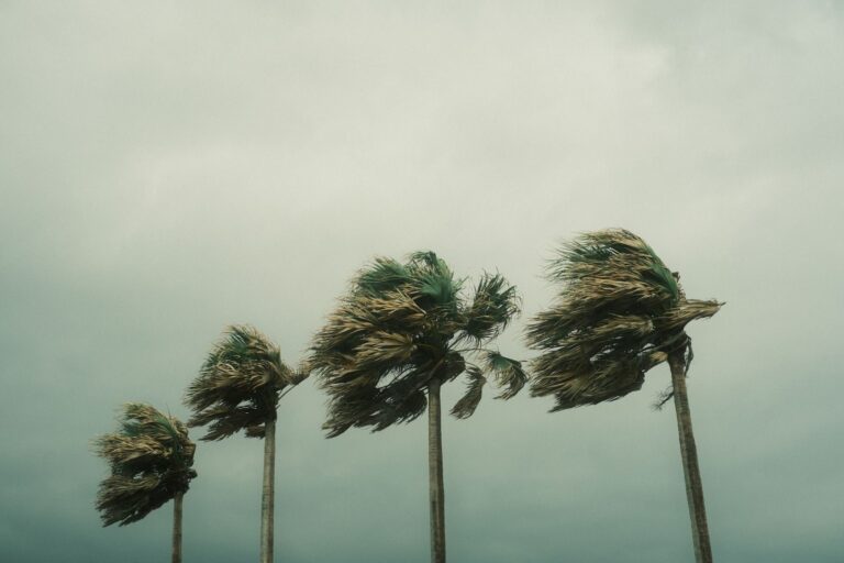 Palm trees bending under strong winds and cloudy skies during a tropical storm.