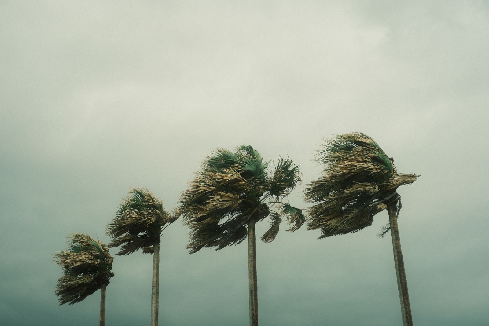 Palm trees bending under strong winds and cloudy skies during a tropical storm.