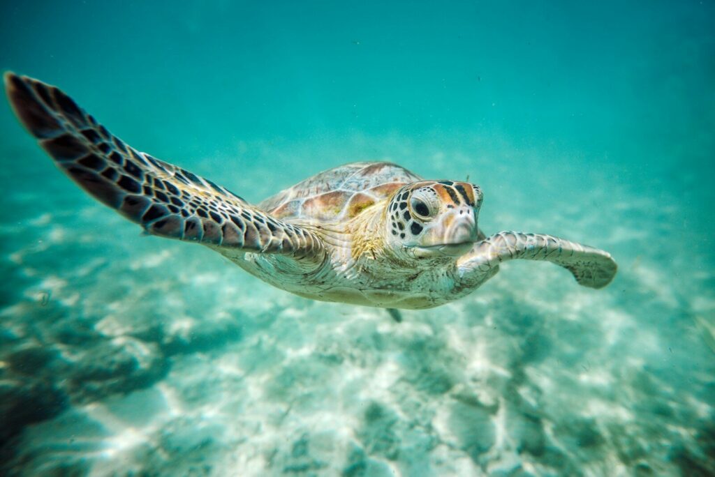 A sea turtle swims gracefully in clear blue ocean water