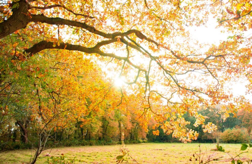 Capture of vibrant autumn colors with sunshine filtering through branches in a countryside park