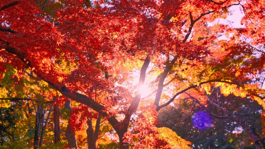 a group of trees with colorful leaves