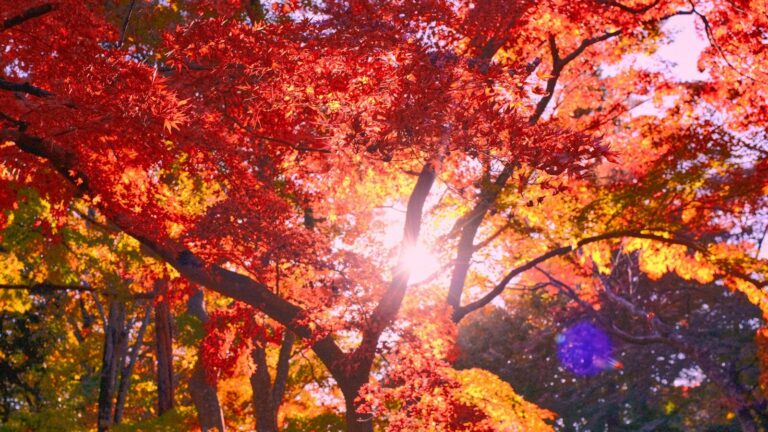 a group of trees with colorful leaves