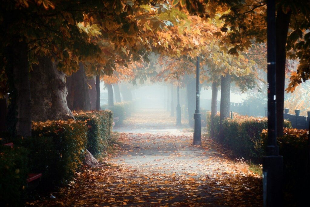 a pathway in a park with trees and leaves on the ground