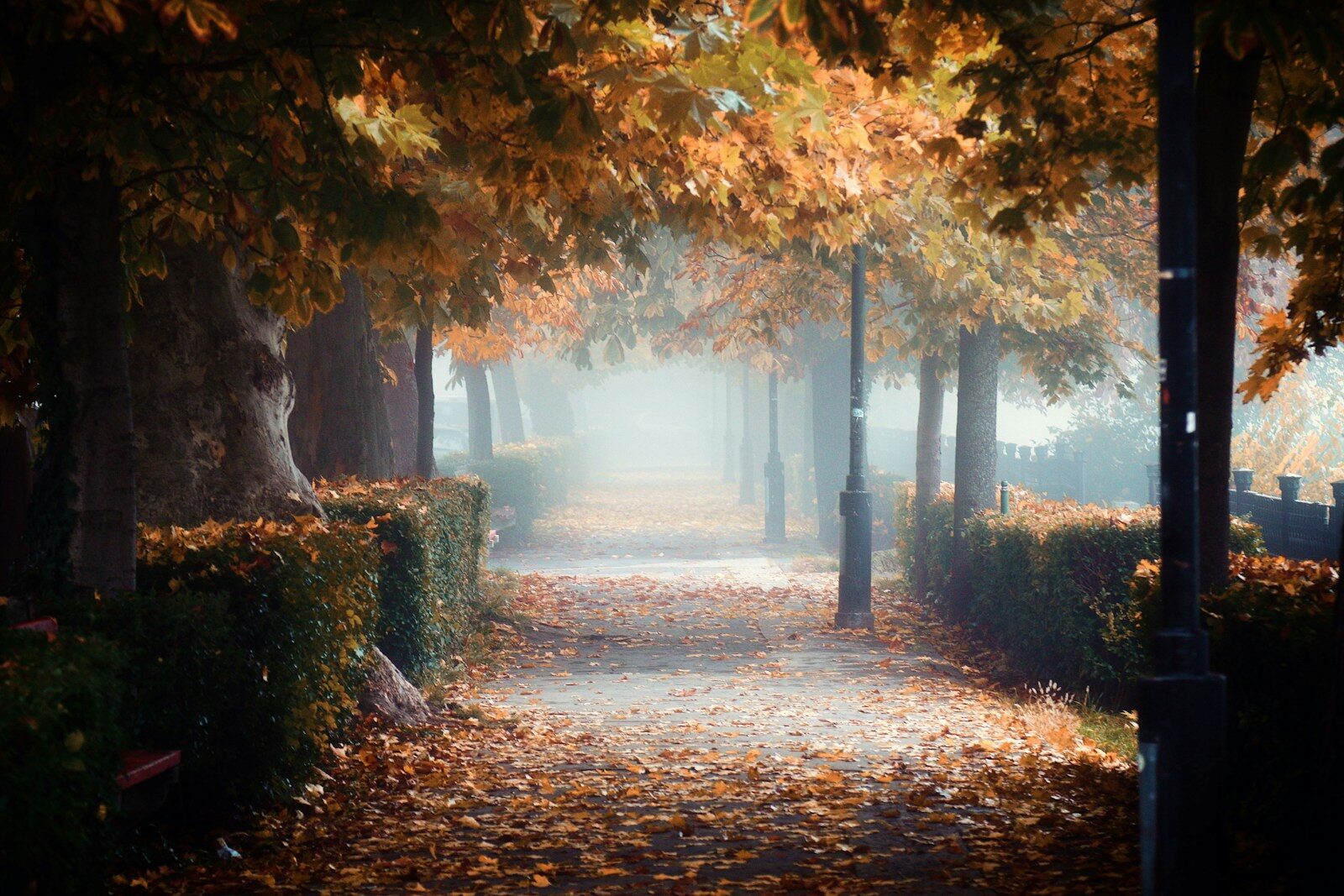 a pathway in a park with trees and leaves on the ground
